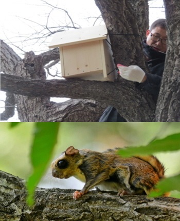 야생동물 인공둥지 설치 모습(사진 위)과 서식이 확인된 하늘다람쥐(사진 아래). 사진=한라시멘트.
