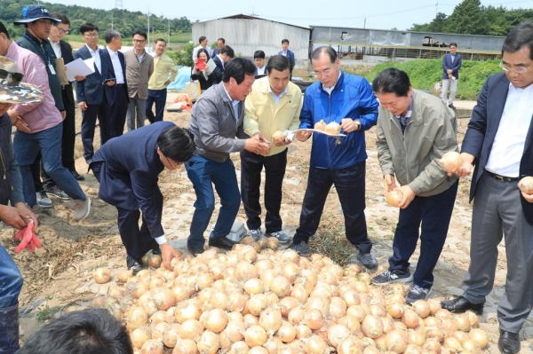 이개호 농림축산식품부 장관이 6월 17일 전남 함평 양파 수확 현장을 방문해 가격이 크게 하락한 양파의 수급 상황을 점검하고 있다.┃연합뉴스