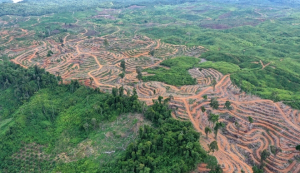 팜유 생산을 위해 벌목된 인도네시아 산림